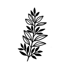 Hand drawn monochrome plant, leaf, and foliage element for wedding invitation, logo, symbol, greeting cards, decor, botanical icon, or banner. Summer, spring, and autumn botany element