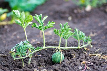 Closeup of growing small green striped watermelon in farmer's hand.
