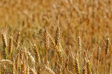 field of golden wheat 