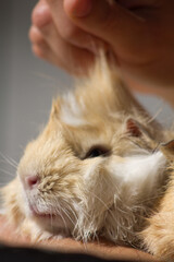 Face of four months old long hair peruvian guinea pig white and gold being combed.