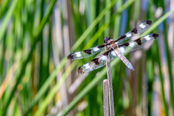 B&W Stripped Dragonfly