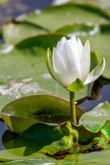 Beautiful Water Lily