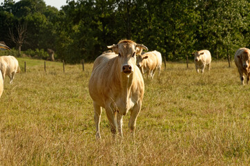 Beige/white french cows in a field