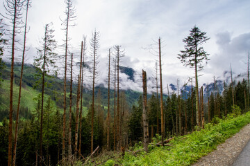 The mountains. Hiking in the mountains. Rainy day in the mountains. Summer in the mountains. Тatras.