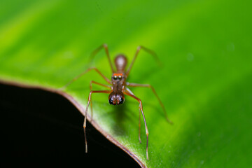 beautiful macro closeup shots of insects