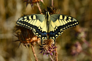 Closeup beautiful butterfly sitting on the flower in a summer garden