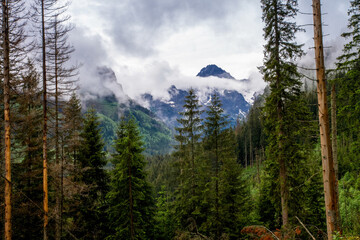 The mountains. Hiking in the mountains. Rainy day in the mountains. Summer in the mountains. Тatras.