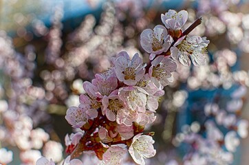 blooming cherry tree