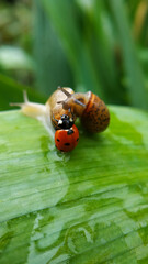 ladybird on a leaf