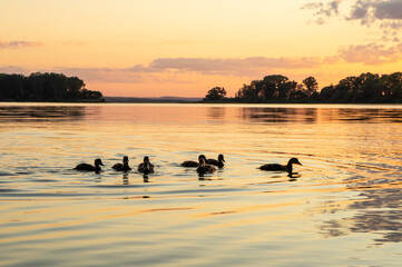 Silhouettes of birds in the evening at sunset on the lake