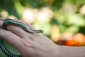 A snake on the hand, a small snake crawling on the hand on a green background,