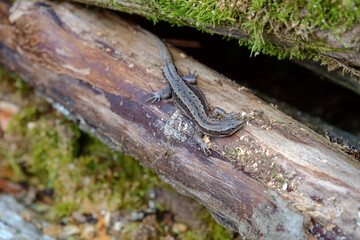 Viviparous lizard warms up on a tree trunk. Scientific name Lacerta vivipara Jacq.