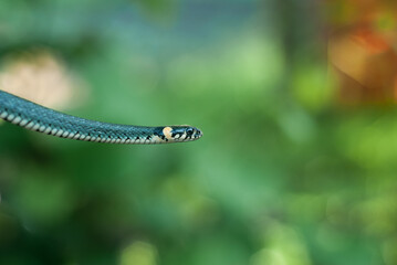 non-venomous snake on a green background,
