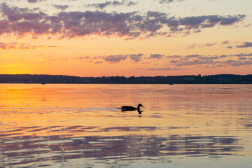 Silhouettes of birds in the evening at sunset on the lake