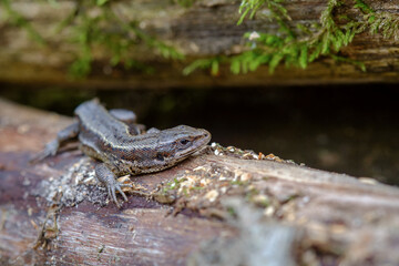 Naklejka na ściany i meble Viviparous lizard warms up on a tree trunk. Scientific name Lacerta vivipara Jacq.