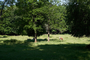 Cow in a meadow. Sun and warm colors. High resolution photo shot with 61 megapixels full frame...