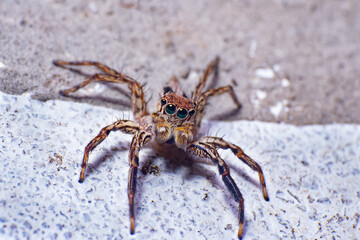 beautiful macro closeup shots of insects