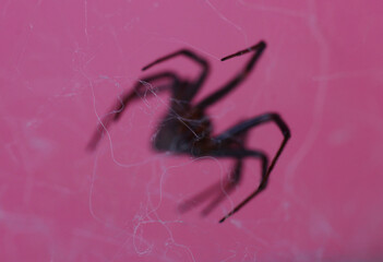 the vague outline of a spider in close-up against a purple background