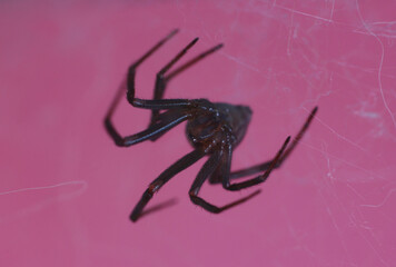 long-legged spider close-up while waiting for the victim on a colored background
