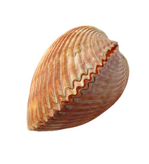 Big sea shell on a white background. Isolated