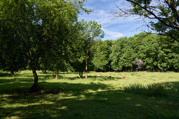 Cow in a meadow. Sun and warm colors. High resolution photo shot with 61 megapixels full frame...