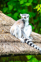 Ring-tailed lemur - endemic animal of Madagascar. Sitting on the roof