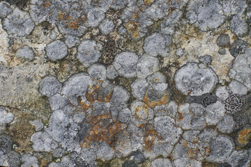Lichen Rock