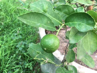 Raw organic limes which grew in cement pipes beside Thai farmer's house.