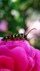 bug on flower