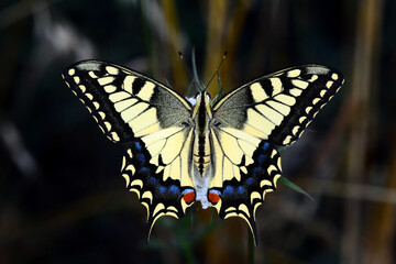 Closeup beautiful butterfly sitting on the flower in a summer garden