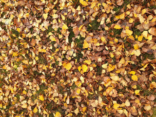 autumn leaves fallen from the tree