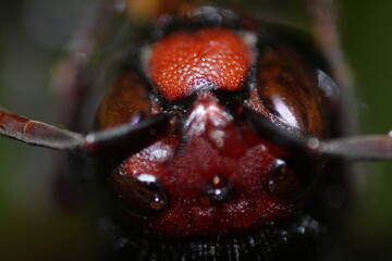 macro photo of a house fly 