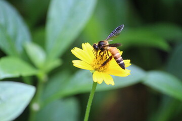 bee on a flower