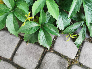 green creeper is lying on cobblestone