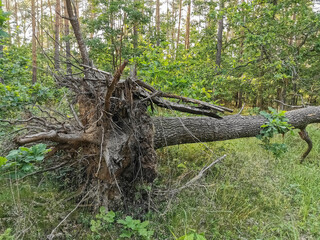the uprooted tree lies on the ground