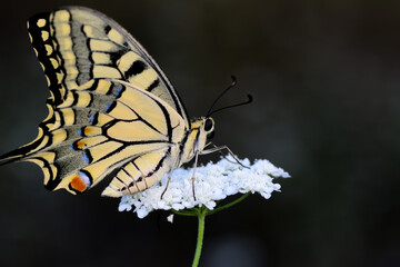 Closeup beautiful butterfly sitting on the flower in a summer garden
