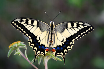 Fototapeta premium Closeup beautiful butterfly sitting on the flower in a summer garden