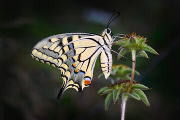 Closeup beautiful butterfly sitting on the flower in a summer garden