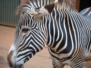 Fototapeta na wymiar Peaceful zebra looking around