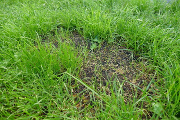 Rasen Nachsaat Reparatur Keimung