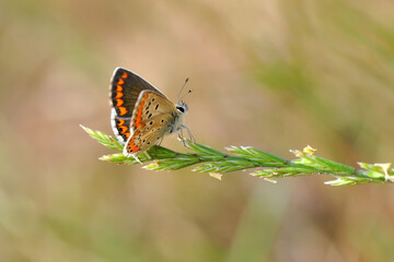 Closeup beautiful butterfly sitting on the flower in a summer garden
