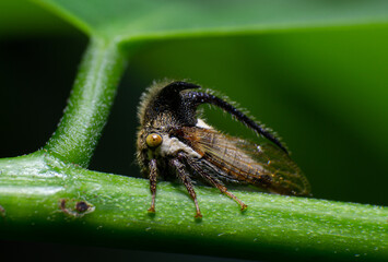 beautiful macro closeup shots of insects