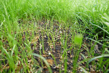 Rasen Nachsaat Reparatur Keimung