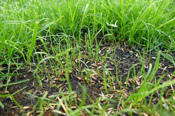 Rasen Nachsaat Reparatur Keimung