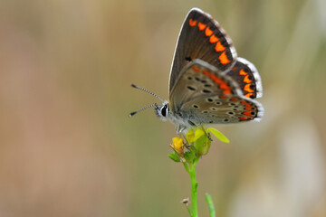 Closeup beautiful butterfly sitting on the flower in a summer garden