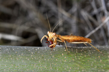 Close up of pair of Beautiful European mantis ( Mantis religiosa )
