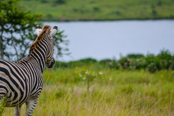 Fototapeta na wymiar A Zebra has a great vantage point
