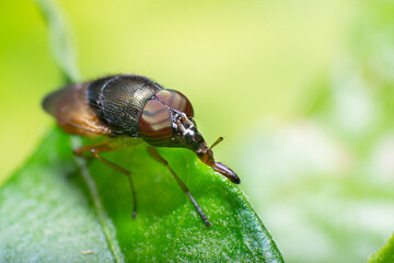 Fototapeta premium beautiful macro closeup shots of insects