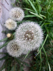 Fluffy dandelion