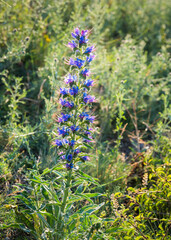 Blueweed on the edge of a boulder in Burgenland